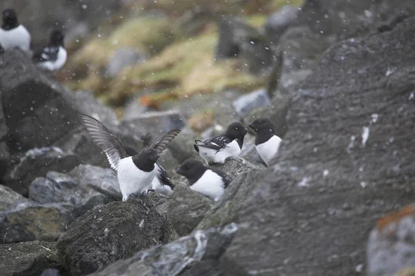 Little auk — Zdjęcie stockowe