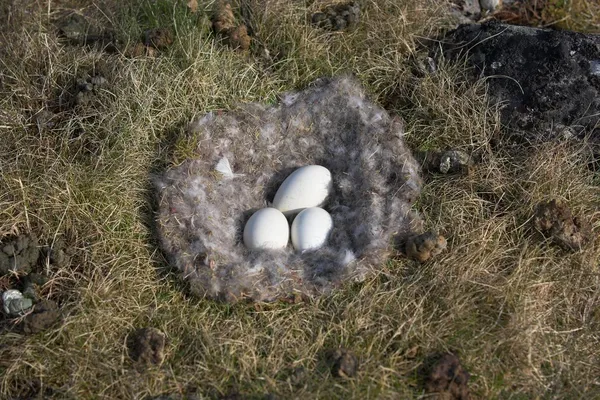 Goose nest — Stockfoto