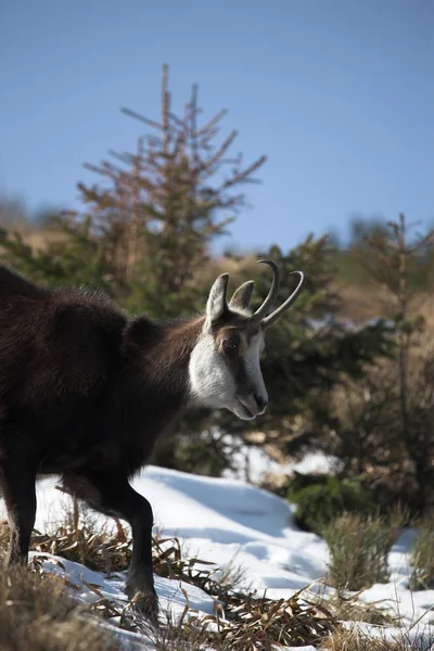 Chamois — стокове фото