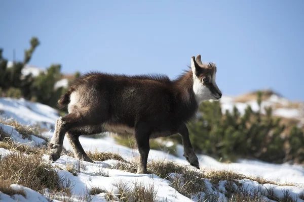 Chamois — стокове фото