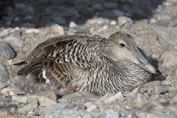 Eider eend — Stockfoto