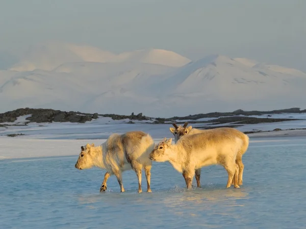 Rennes sauvages de l'Arctique — Photo