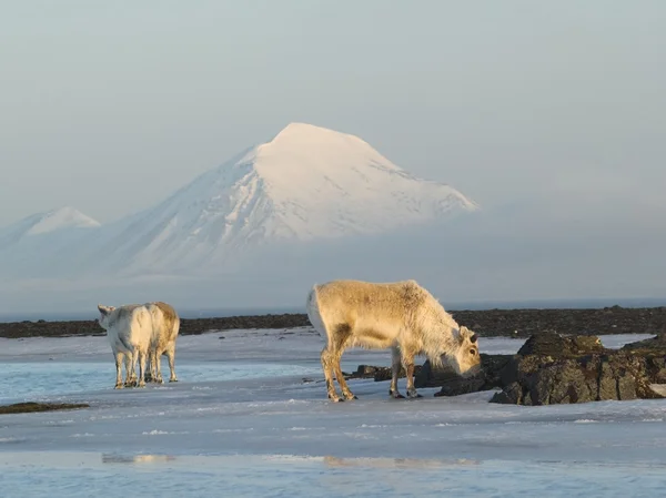 Rennes sauvages de l'Arctique — Photo