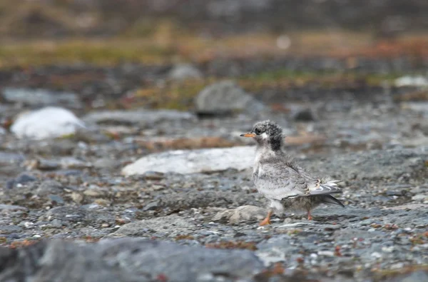 Fåglar som häckar och avel — Stockfoto