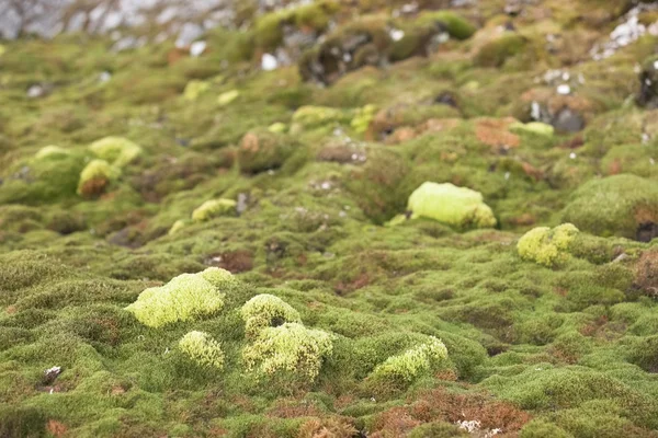 Kutup tundrası — Stok fotoğraf