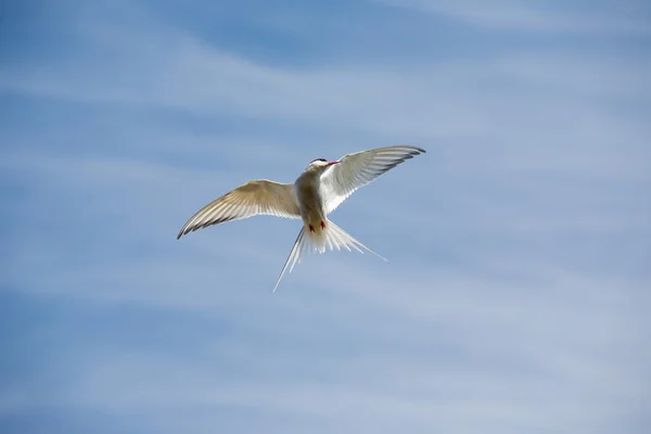 Tern ártico — Fotografia de Stock