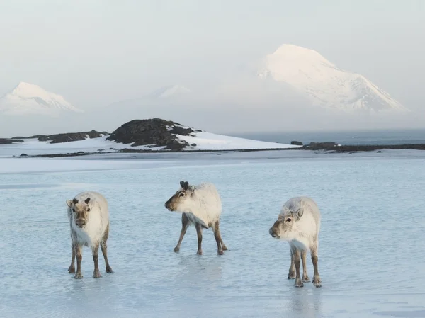 Arctic yaban geyiği Stok Resim
