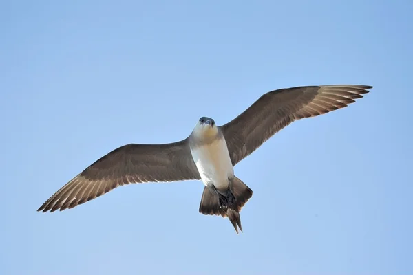 Arktischer Skua — Stockfoto