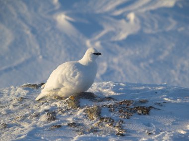 Rock ptarmigan - Arctic yaban hayatı