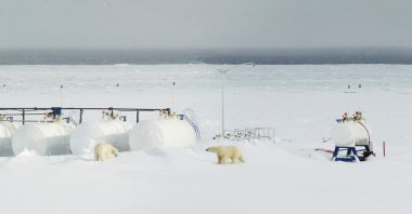 Kutup ayısı aile uygarlık - Arctic, Spitsbergen karşılar