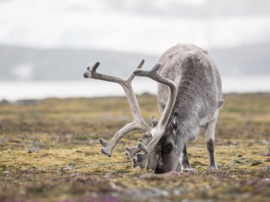 Doğal ortamda vahşi Arctic Ren geyiği