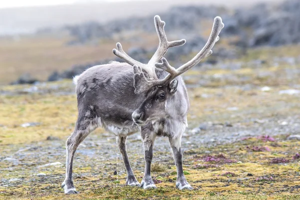 Doğal ortamda vahşi Arctic Ren geyiği — Stok fotoğraf