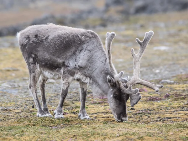 Renas árticas selvagens em ambiente natural — Fotografia de Stock