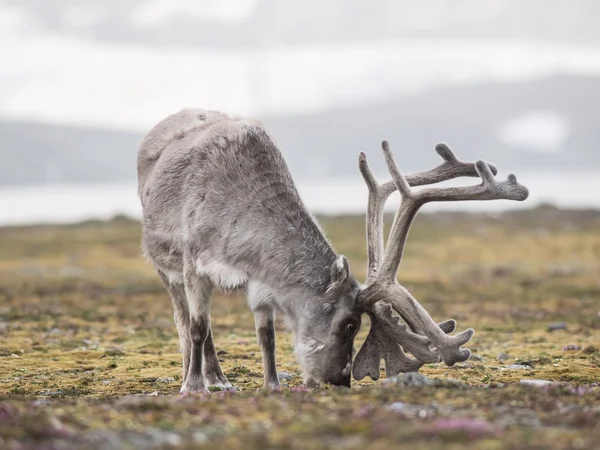 Renas árcticas selvagens - Spitsbergen, Ártico — Fotografia de Stock