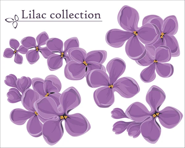 Lilac vector collection — Stock Vector