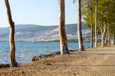 Türkiye 'nin Akbuk köyünde deniz kıyısındaki kozalaklı ağaçlar. Körfez ve tepelerin manzarası. Tepelerdeki bir rüzgar çiftliğinin türbinleri