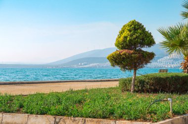 Türkiye 'nin Akbuk köyündeki deniz kıyısındaki kozalaklı ağaç. Körfez ve tepelerin manzarası. Tepelerdeki bir rüzgar çiftliğinin türbinleri
