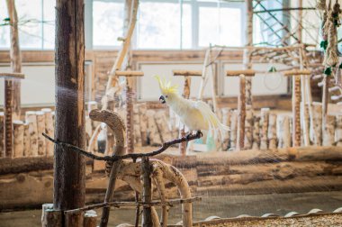 Sarı ibikli papağan banyosu. Büyük beyaz papağan suyla yıkandı.