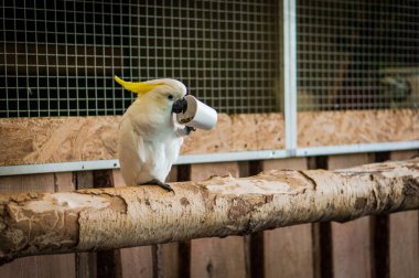 Kağıt bardaktan tahıl yiyen sarı ibikli papağan. Büyük beyaz papağan