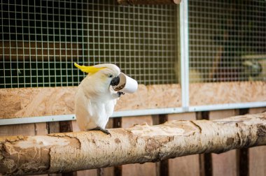 Kağıt bardaktan tahıl yiyen sarı ibikli papağan. Büyük beyaz papağan
