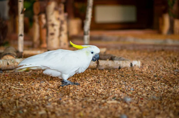 Кокосовий Горіх Жовтого Кольору Їсть Зерно Великий Білий Папуга — стокове фото