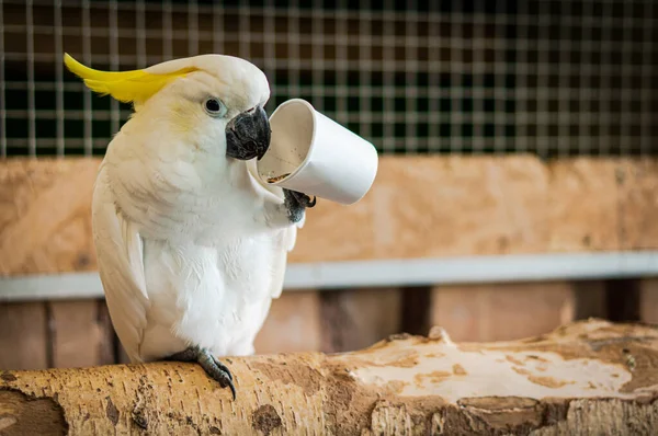 Жовто Крейдяний Какао Їсть Зерно Паперової Чашки Великий Білий Папуга — стокове фото