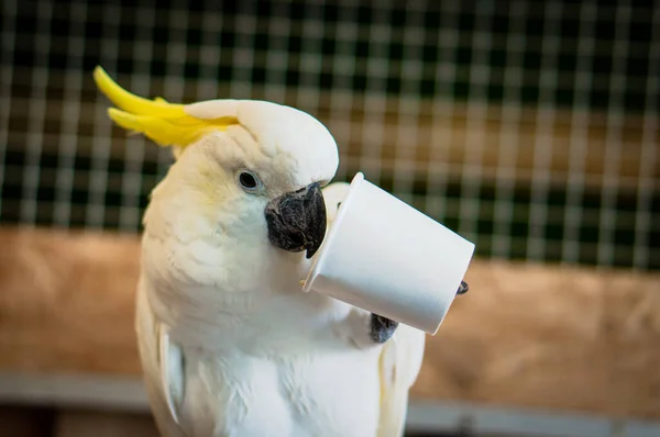 Cacatua Dalla Cresta Gialla Che Mangia Grano Bicchiere Carta Grande — Foto Stock