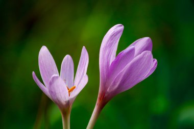 Çiğdem heuffelianus