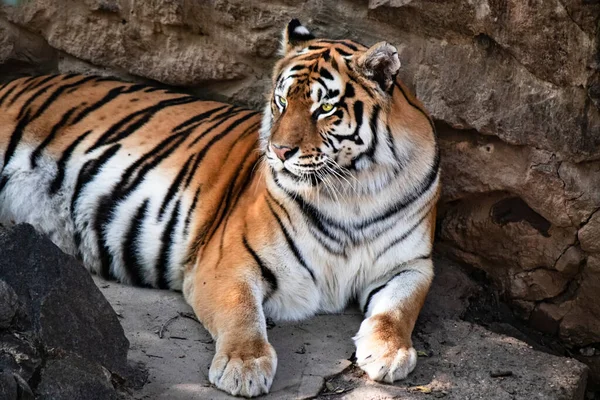 Big Striped Amur Tiger Symbol Chinese New Year Resting Rocks — Stock Photo, Image