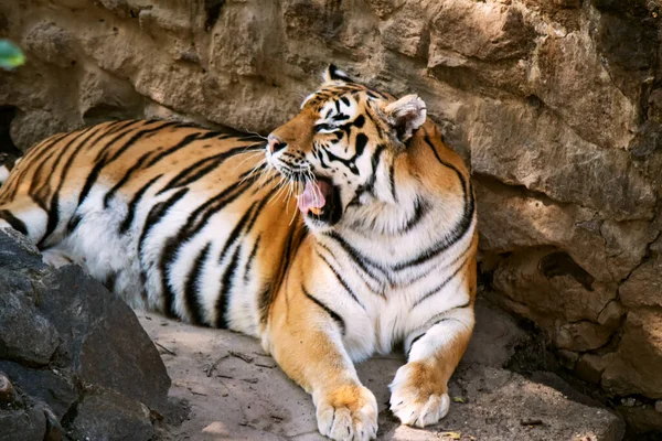 Large Amur Tiger Lies Rocks Symbol Chinese New Year 2022 — Stock Photo, Image