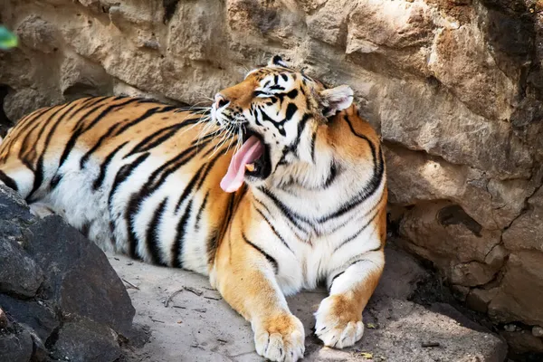 Gran Tigre Amur Encuentra Entre Las Rocas Símbolo Del Año — Foto de Stock