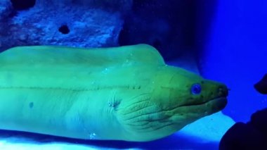 Atlantik Okyanusu 'nda ve Karayipler' de büyük yeşil bir moray yılanbalığı Gymnothorax funebris avlanmak için kayalardan ışığa doğru yüzdü. Deniz yırtıcısı yeşil moray yılanbalığı delikten çıktı.