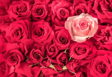 Sevgililer Günü için kırmızı ve pembe güllerin parlak çiçek arkaplanı, Anneler Günü, nişan. Kırmızı gül tomurcuklarıyla düğün kartı. Çiçekçide bir buket kırmızı gül ve bir pembe gül