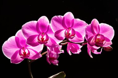 Yumuşak odaklanma. Phalaenopsis orkide dalı ve koyu arkaplanda bir sürü pembe kelebek çiçeği var. Takvim ve kartpostal için arka planda güzel orkide çiçekleri. Mesaj için yer. Çiçekçide orkide