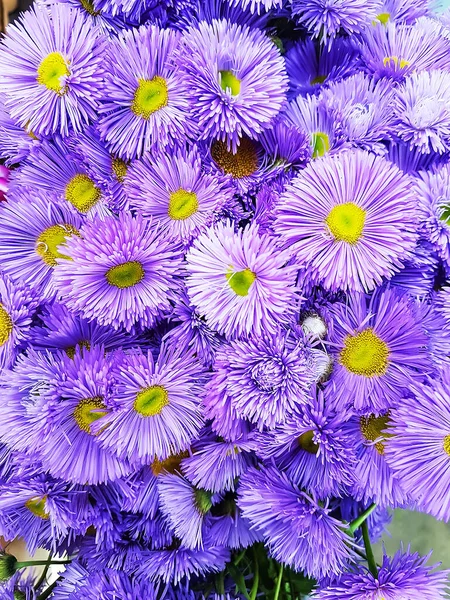 Фоне Фиолетовых Цветков Специи Мелко Лепестки Красивы Красивый Букет Голубых — стоковое фото