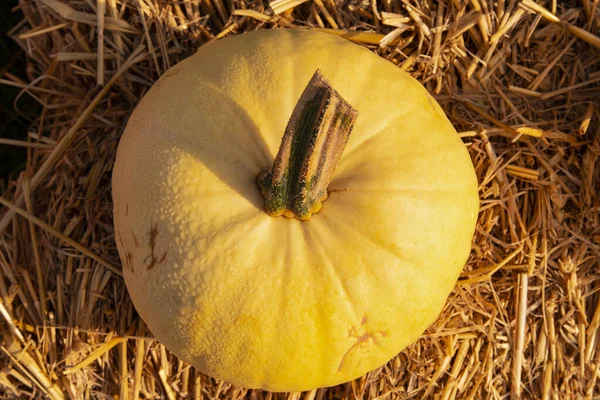 Autumn harvest festival and sale of vegetables at the farmer\'s market. Pumpkin for carving on Halloween Jack-o-lantern big yellow pumpkin on the hay. Useful vegetables for cooking dishes and pies