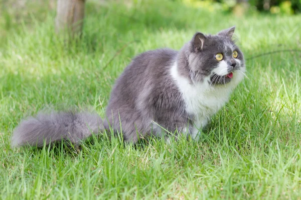 gri-beyaz Fars kedisi