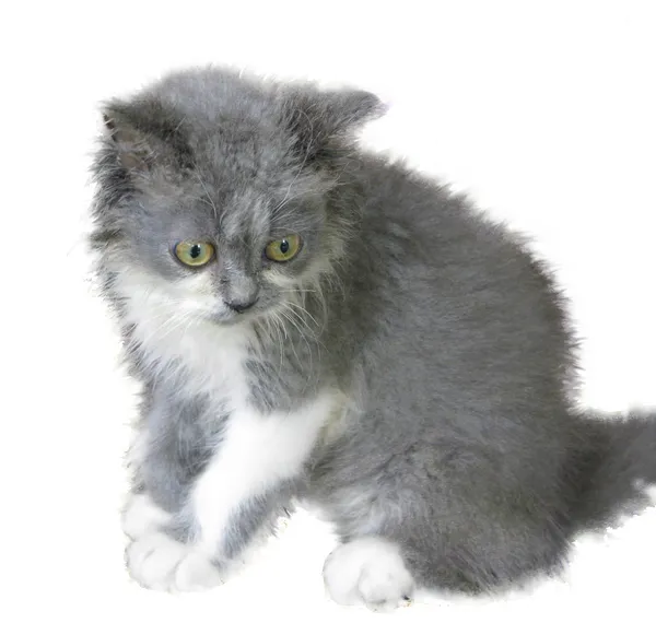 Farsça kedi yavrusu tek başına oturmak sevimli gri ve beyaz renk