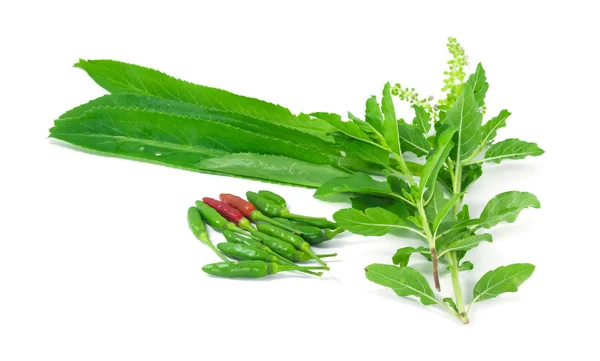 Bird chilli, basil, long coriander — Stock Photo, Image