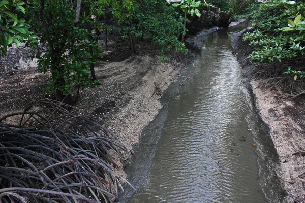 Mangrove forest — Stock Photo, Image