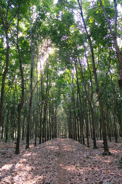 Rubber tree garden — Stock Photo, Image