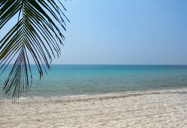 Hindistan cevizi yaprağı üzerine beyaz kum plaj ve su