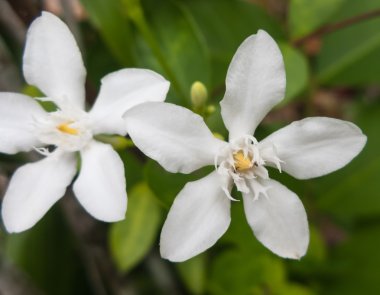 stephanotis çiçek
