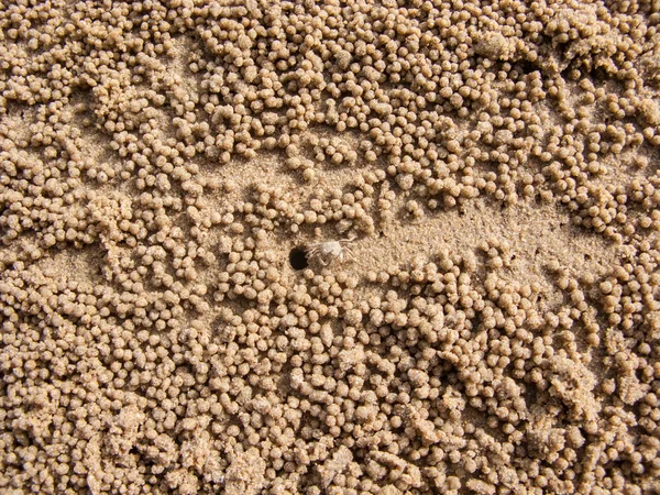 Cangrejo fantasma en playa de arena —  Fotos de Stock