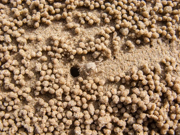 kum plajı üzerinde hayalet yengeci