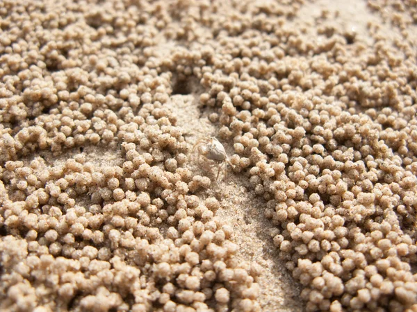 kum plajı üzerinde hayalet yengeci