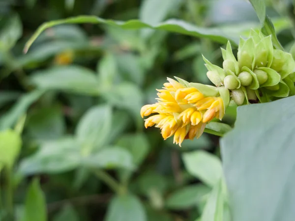 Winzige gelbe Wildblume — Stockfoto