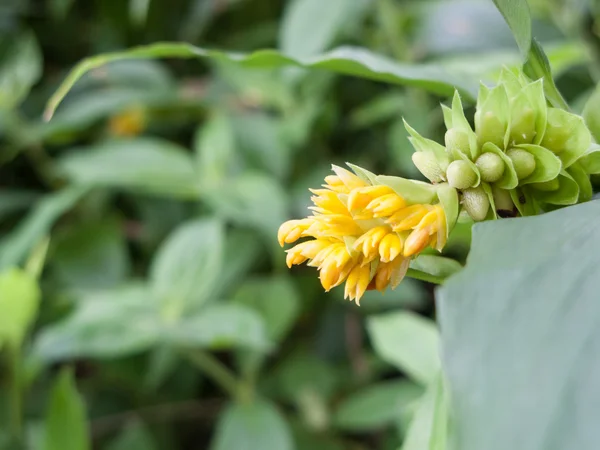 Pequena flor selvagem amarela — Fotografia de Stock