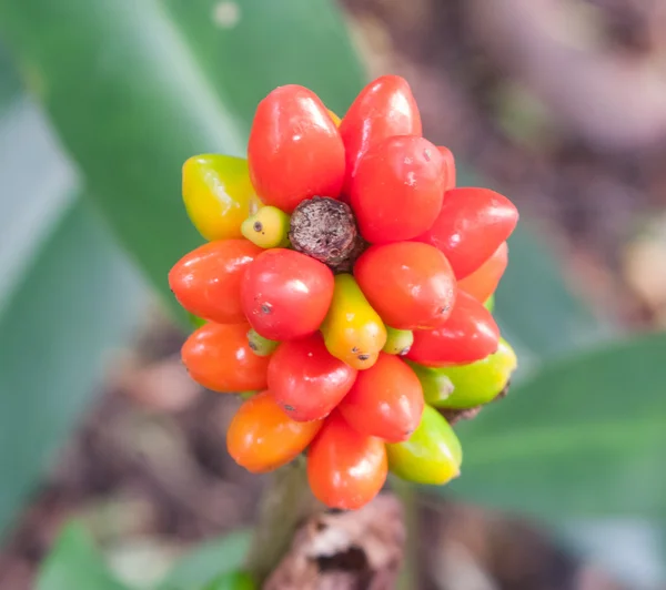 Arum italicum — Stockfoto