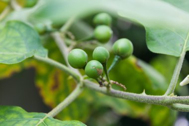 Solanum torvum
